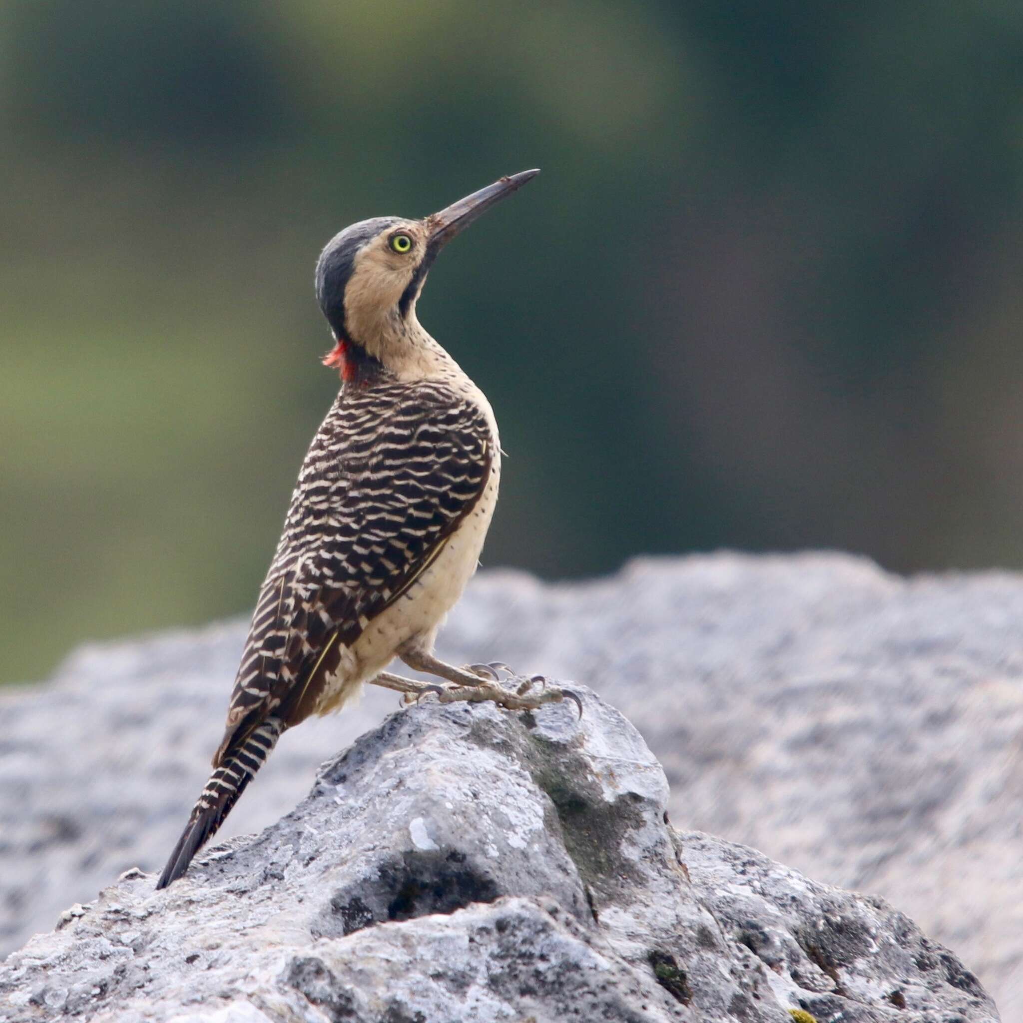 Image of Andean Flicker