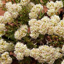 Image of Comb Wash buckwheat