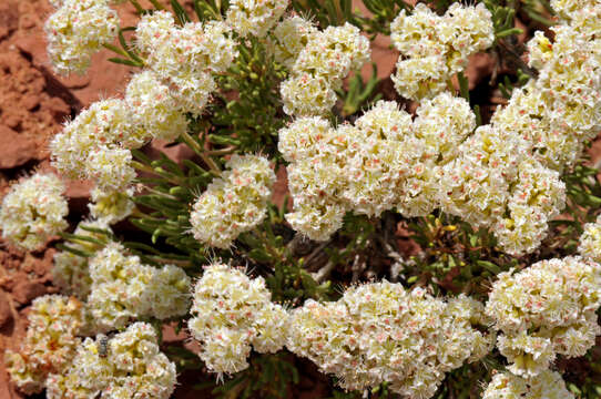 Image of Comb Wash buckwheat