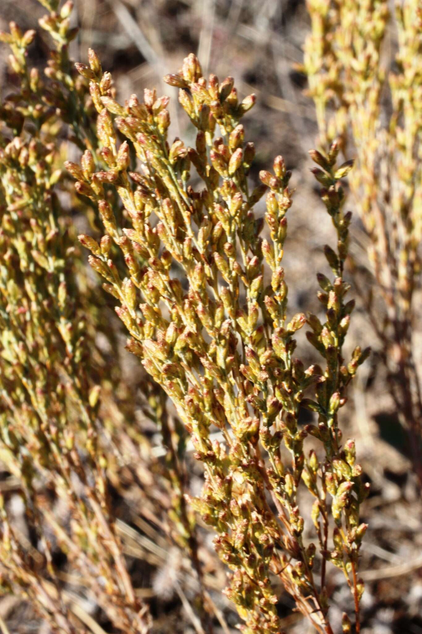 صورة Artemisia pauciflora