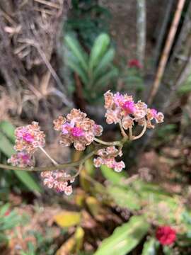 Image of Trichocentrum carthagenense (Jacq.) M. W. Chase & N. H. Williams