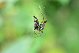 Image of Leucauge tessellata (Thorell 1887)