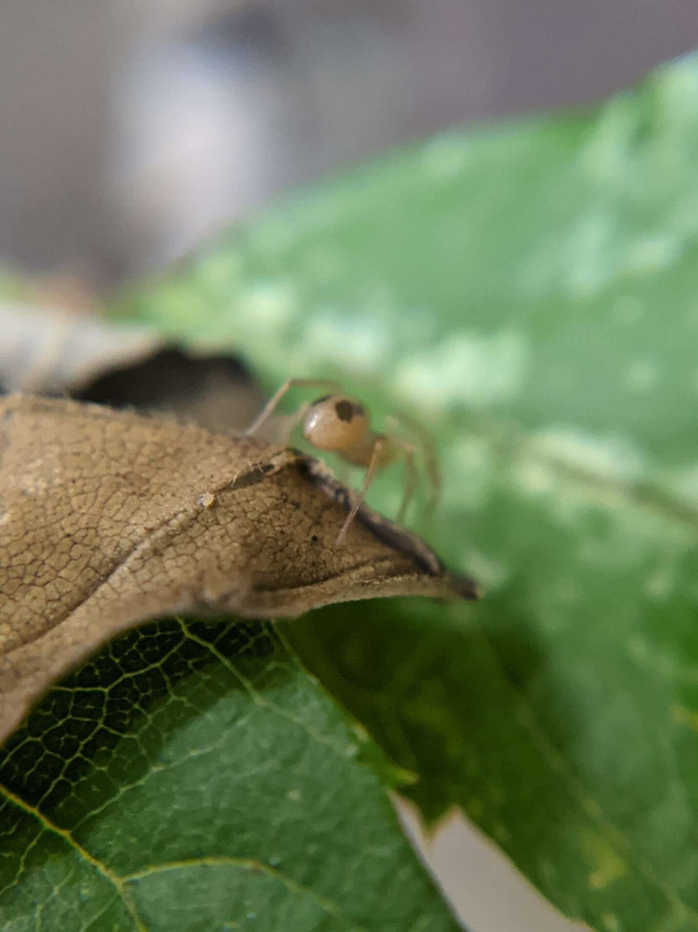 Image of Gongylidium rufipes (Linnaeus 1758)