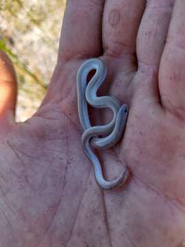 Image of Striated Worm-lizard