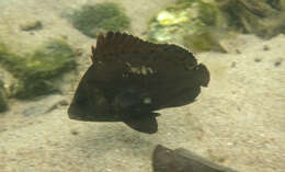 Image of Brown Sweetlips