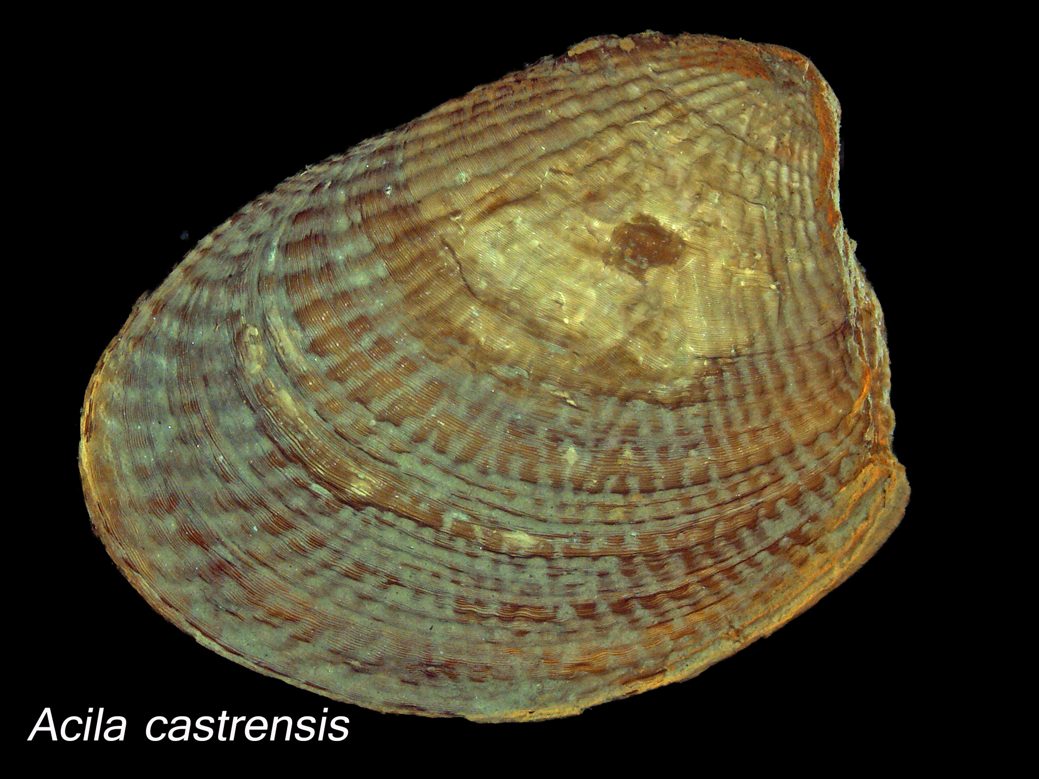 Image of <i>Acila castrensis</i> (Hinds 1843)