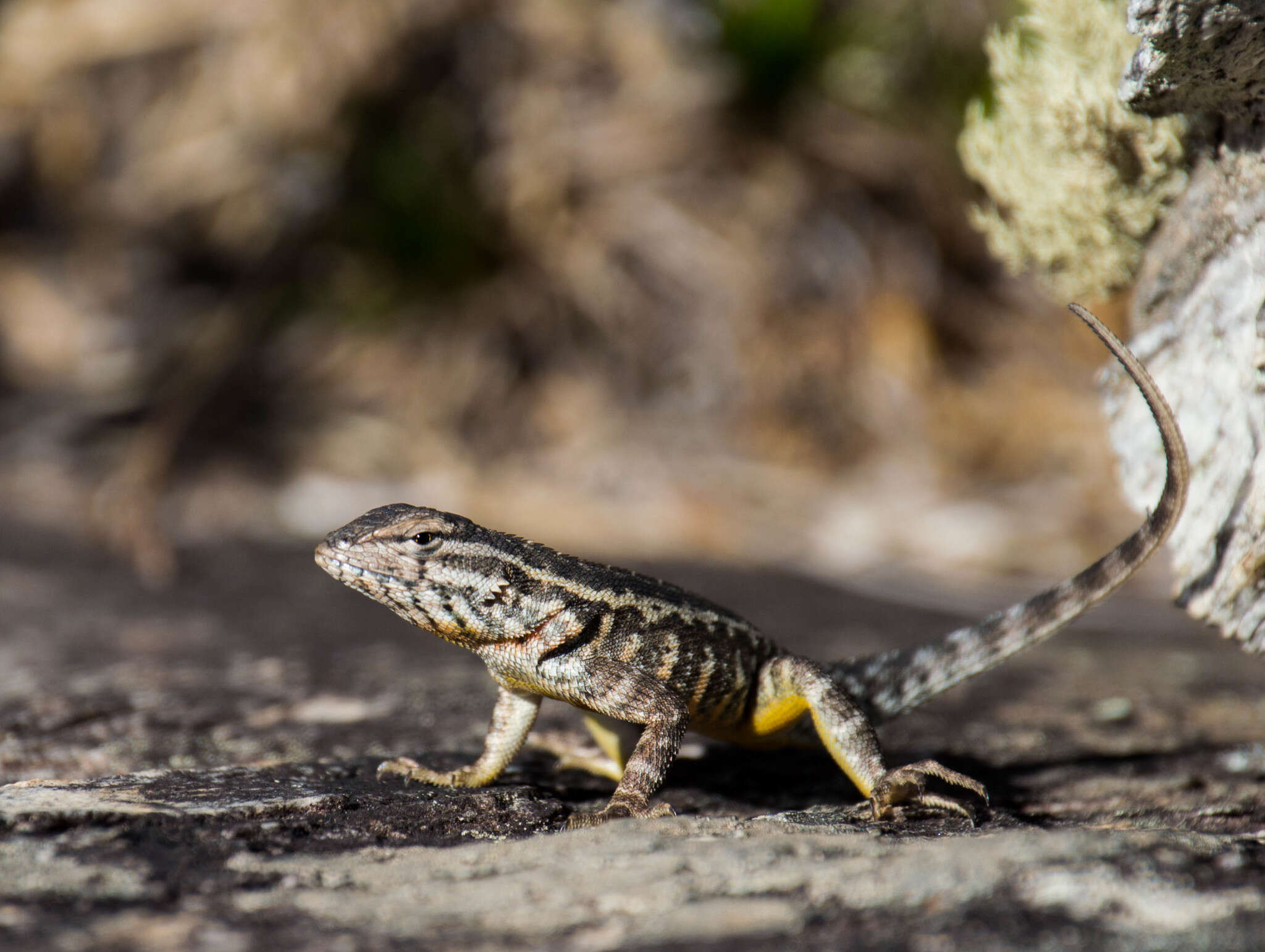 Imagem de Eurolophosaurus nanuzae (Rodrigues 1981)