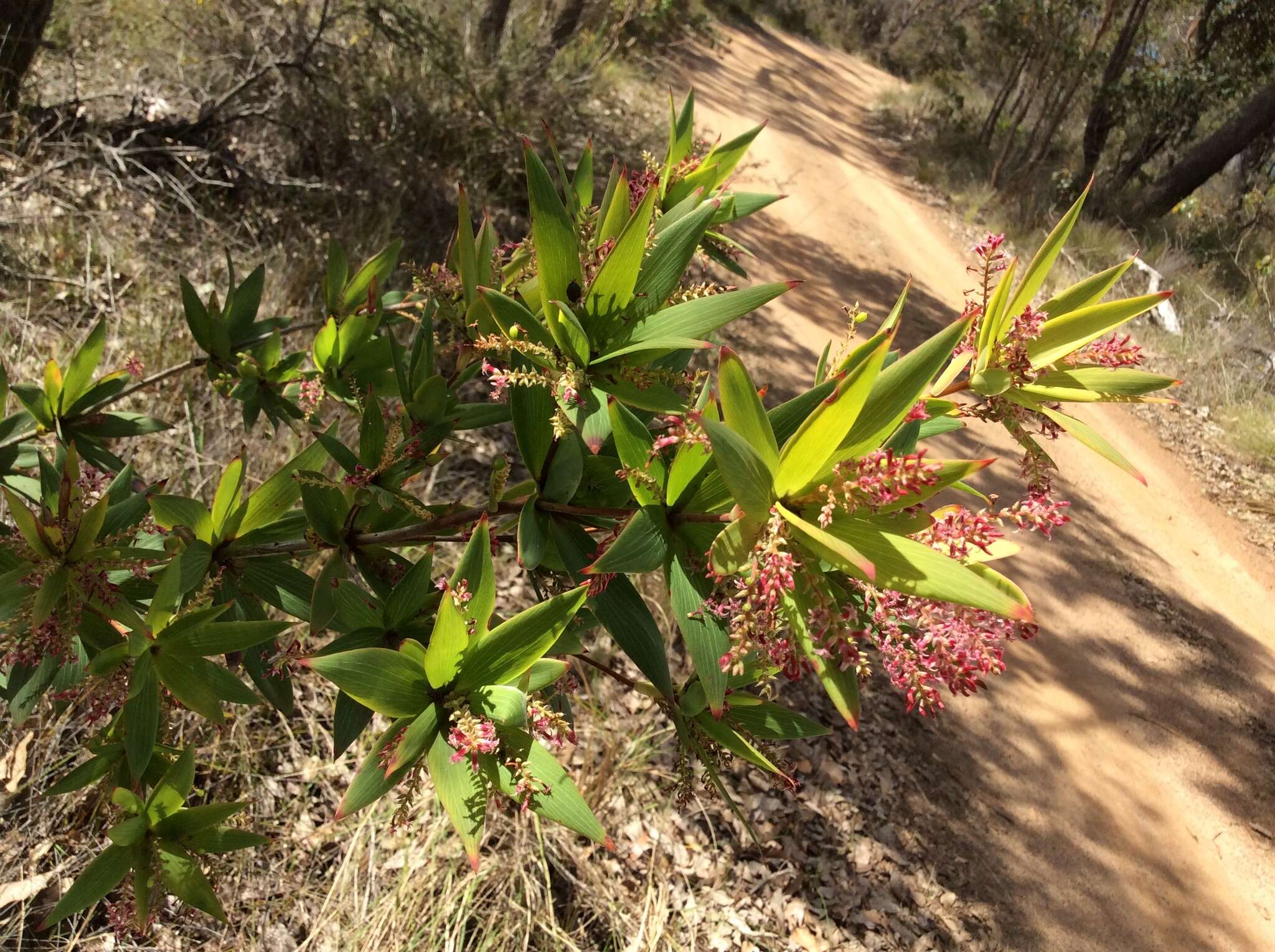 Sivun Leucopogon verticillatus R. Br. kuva