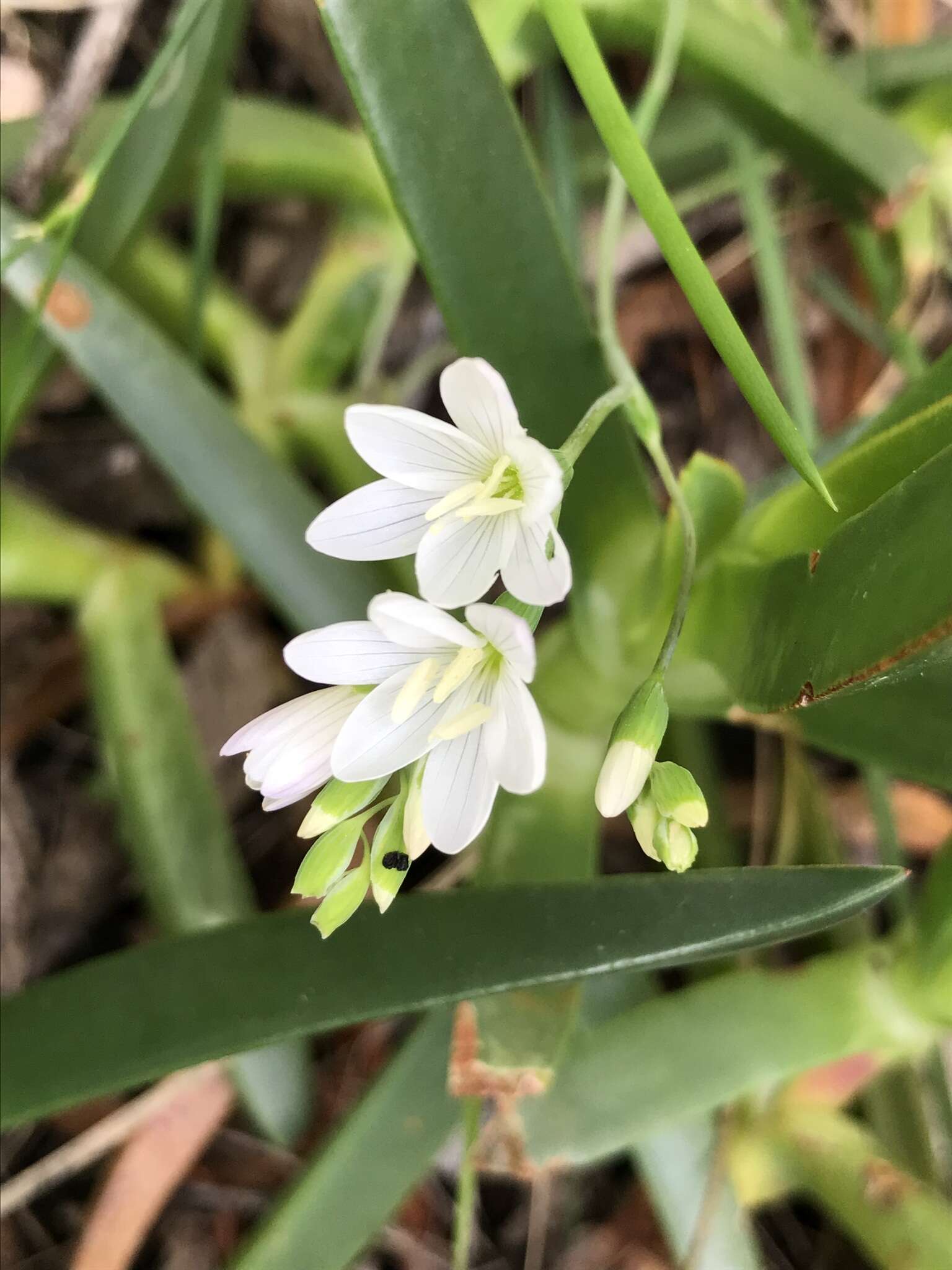 Imagem de Geissorhiza bryicola Goldblatt