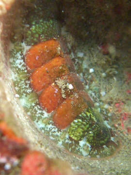 Imagem de Dendrochiton Berry 1911