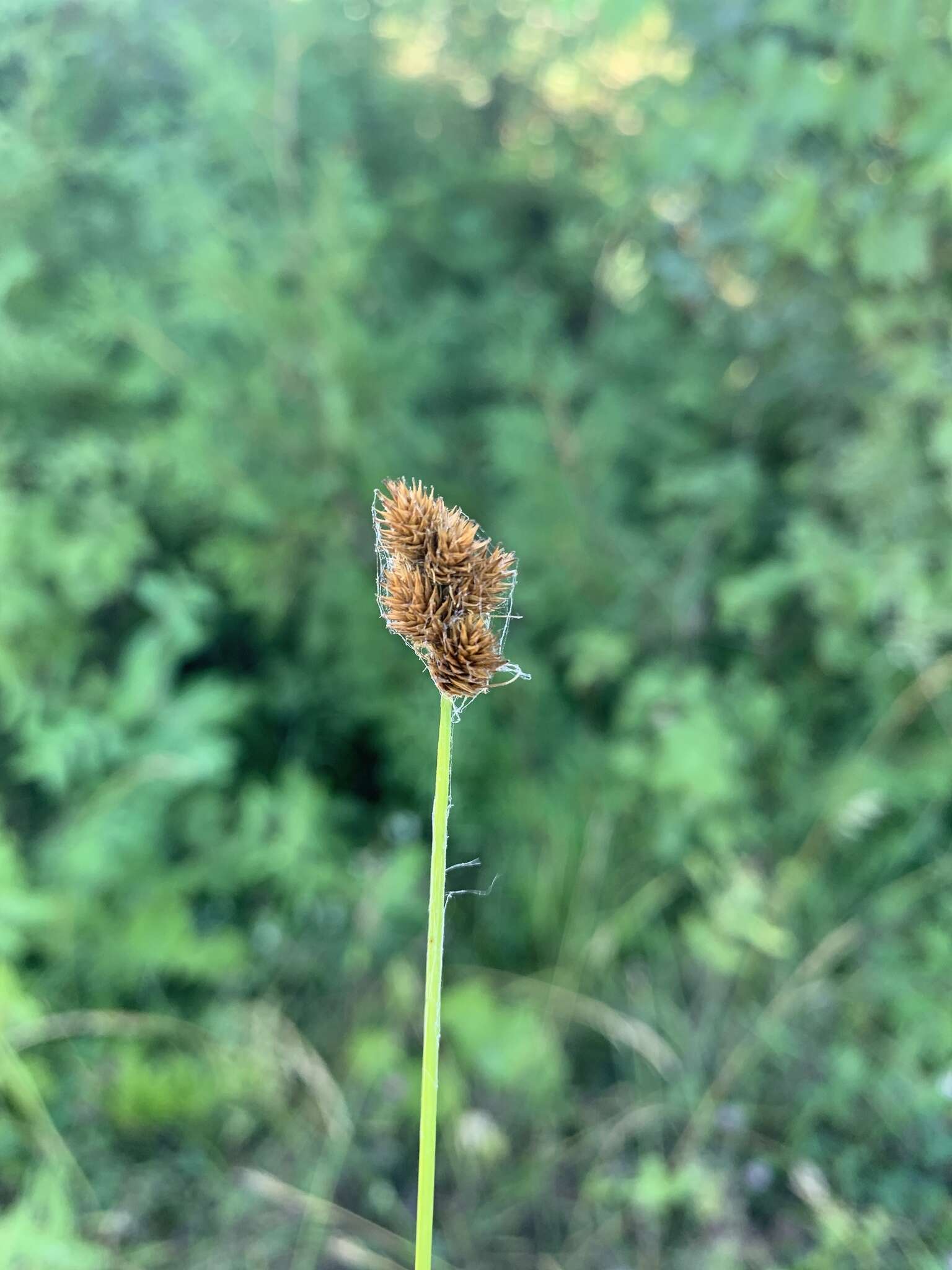 Image of Bebb's sedge