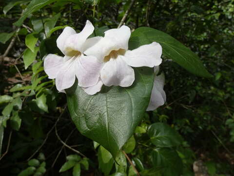 Image de Bignonia aequinoctialis L.