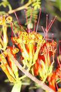 Image of Matches mistletoe