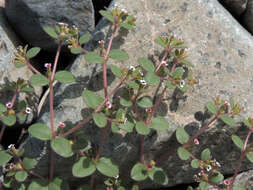 Слика од Euphorbia arizonica Engelm.