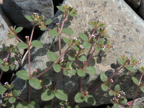 Imagem de Euphorbia arizonica Engelm.