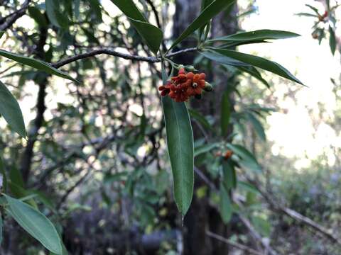 صورة Bonellia nervosa (C. Presl) B. Ståhl & Källersjö