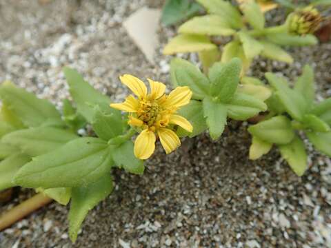 صورة Wollastonia dentata (H. Lév. & Vaniot) Orchard