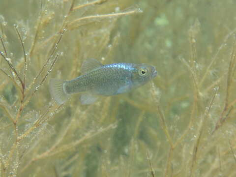 Image of Durophage pupfish