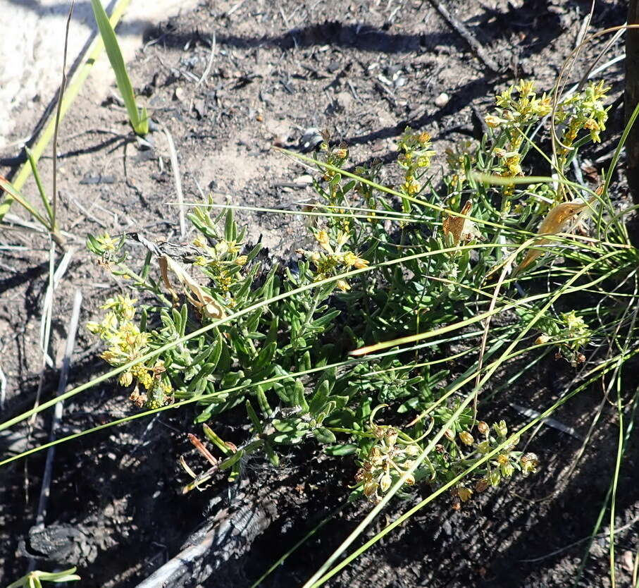 Image of Aspidoglossum heterophyllum E. Mey.