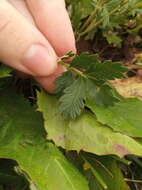 Image of Potentilla conferta Bunge