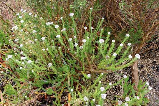 Image of Metalasia pulchella (Cass.) P. O. Karis