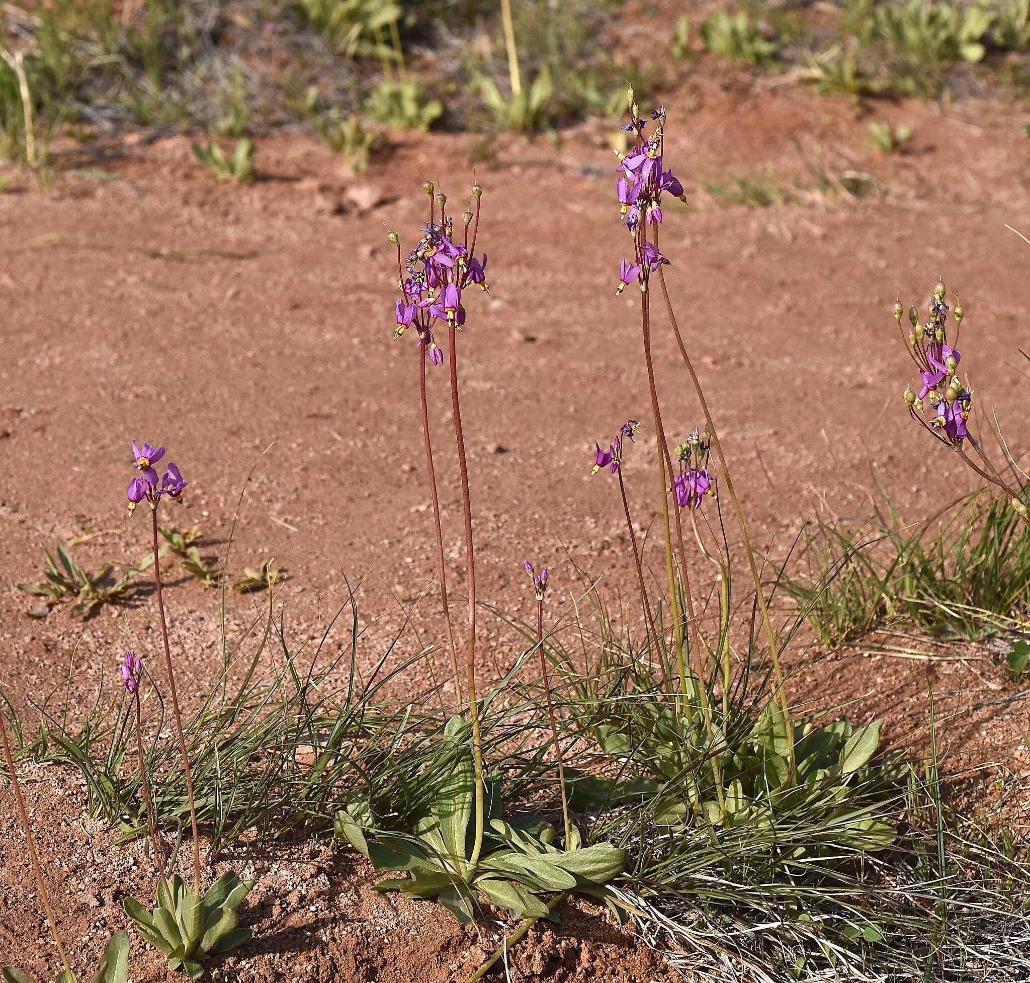 Dodecatheon pulchellum subsp. pauciflorum (Dur.) Hulten resmi