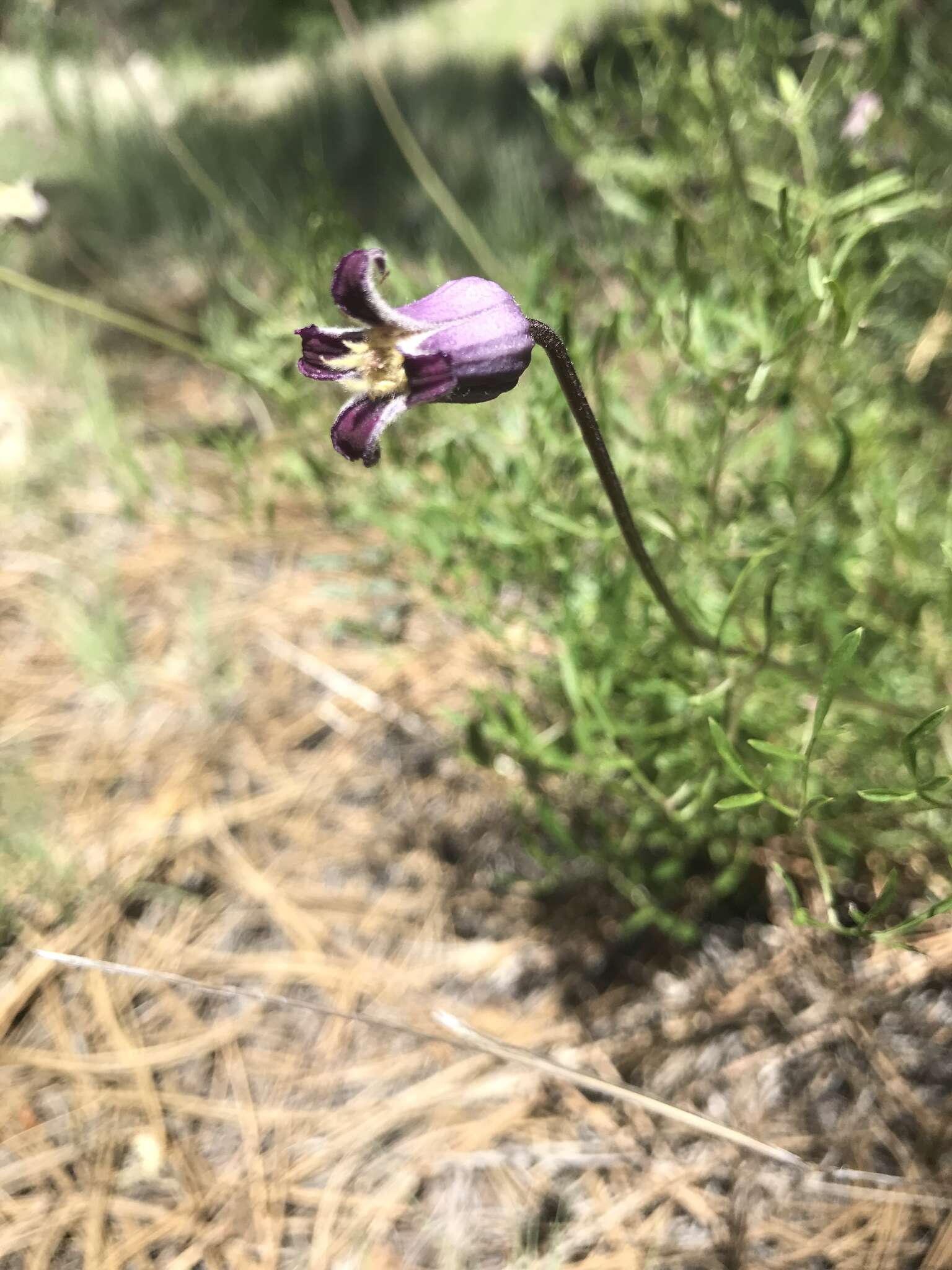 Image of <i>Clematis <i>hirsutissima</i></i> var. hirsutissima