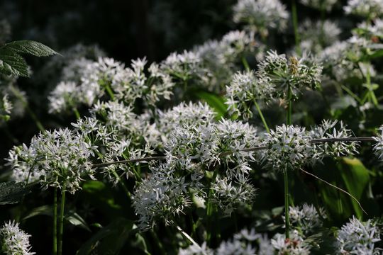 Image of Ramsons