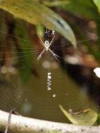 Image of Argiope dang Jäger & Praxaysombath 2009