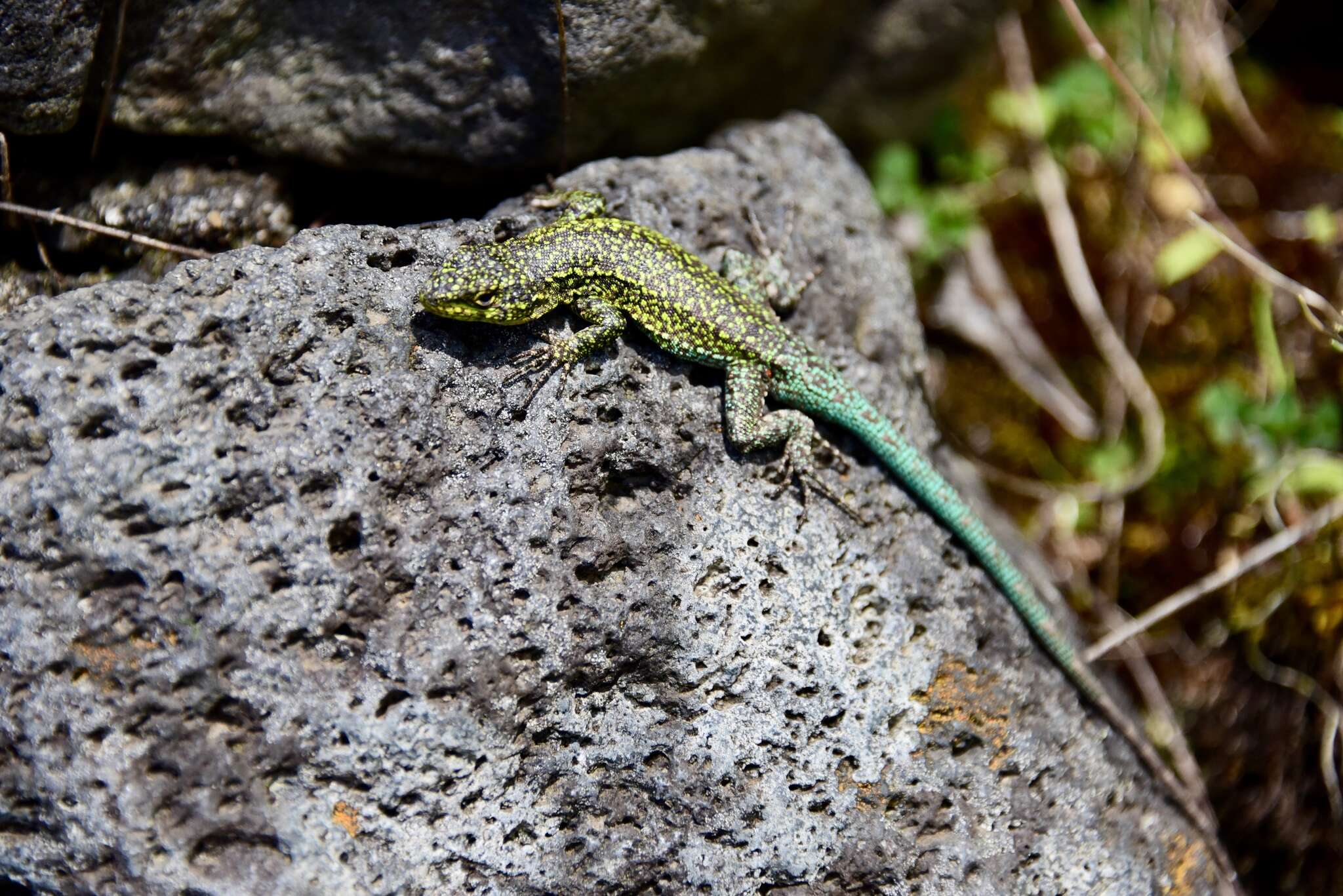 Image of Thin Tree Iguana