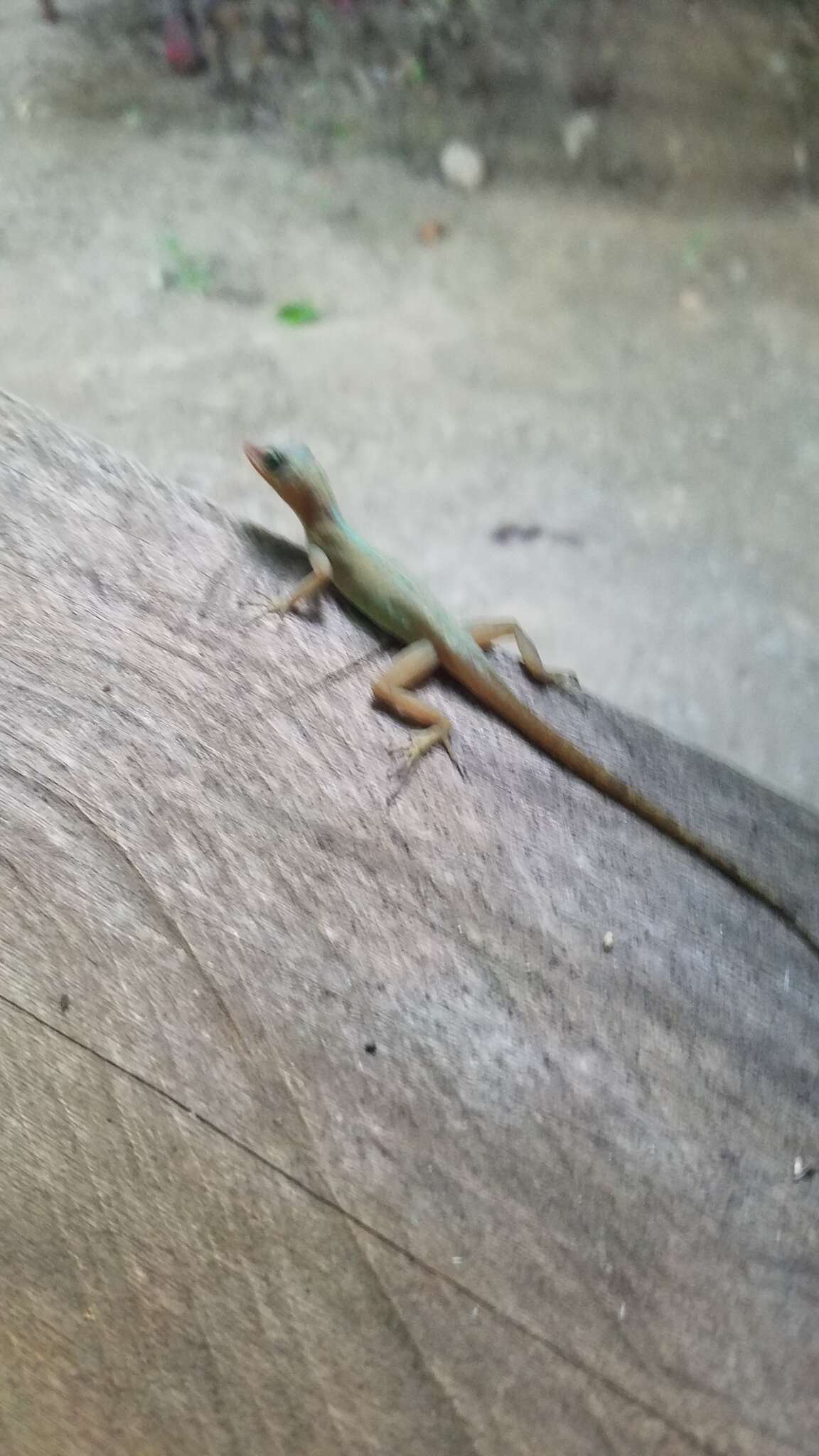 Image of Dominica Anole