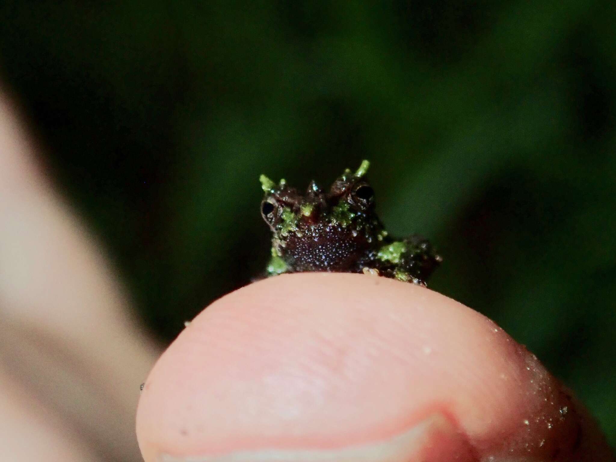 Image of Pacific robber frog