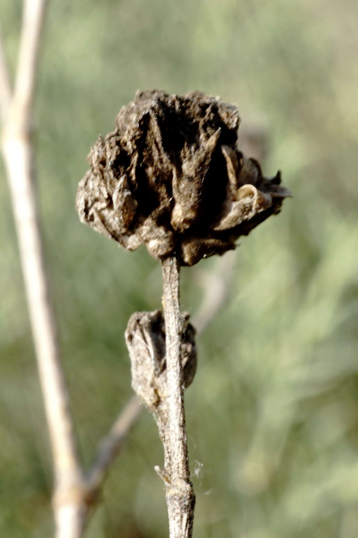 Слика од Gypsophila capitata Bieb.