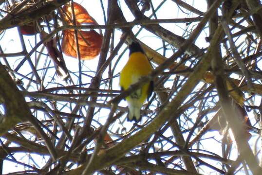 Euphonia minuta Cabanis 1849的圖片