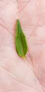 Image of South American Skullcap