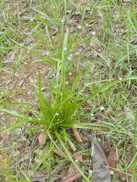 Sivun Eriocaulon willdenovianum Moldenke kuva