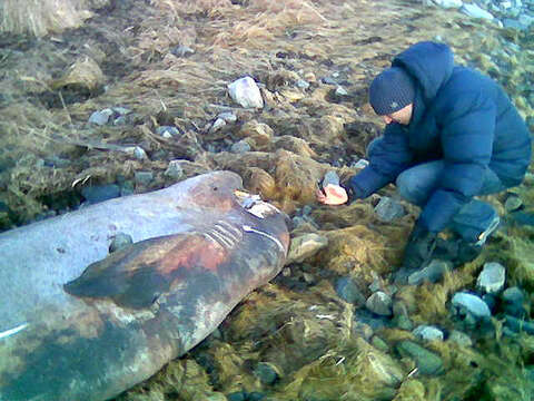 Image of sleeper shark