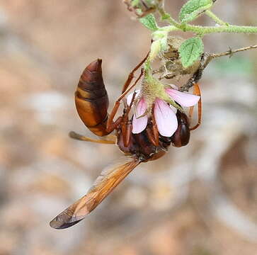 Plancia ëd Hermannia boraginiflora Hook.