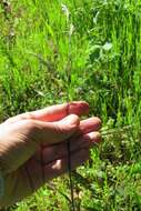 Image of Geyer's oniongrass