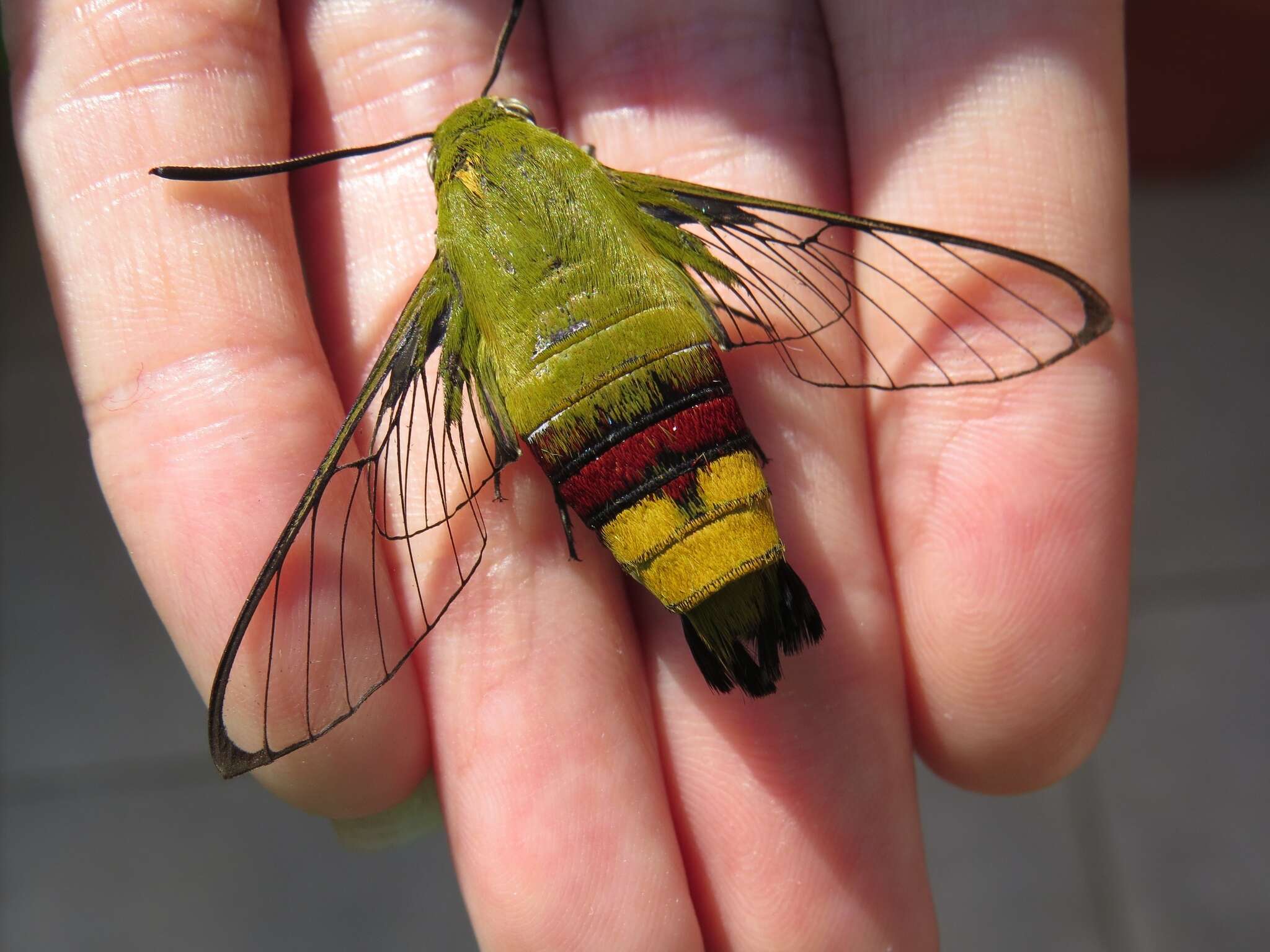 Plancia ëd Cephonodes hylas (Linnaeus 1771)