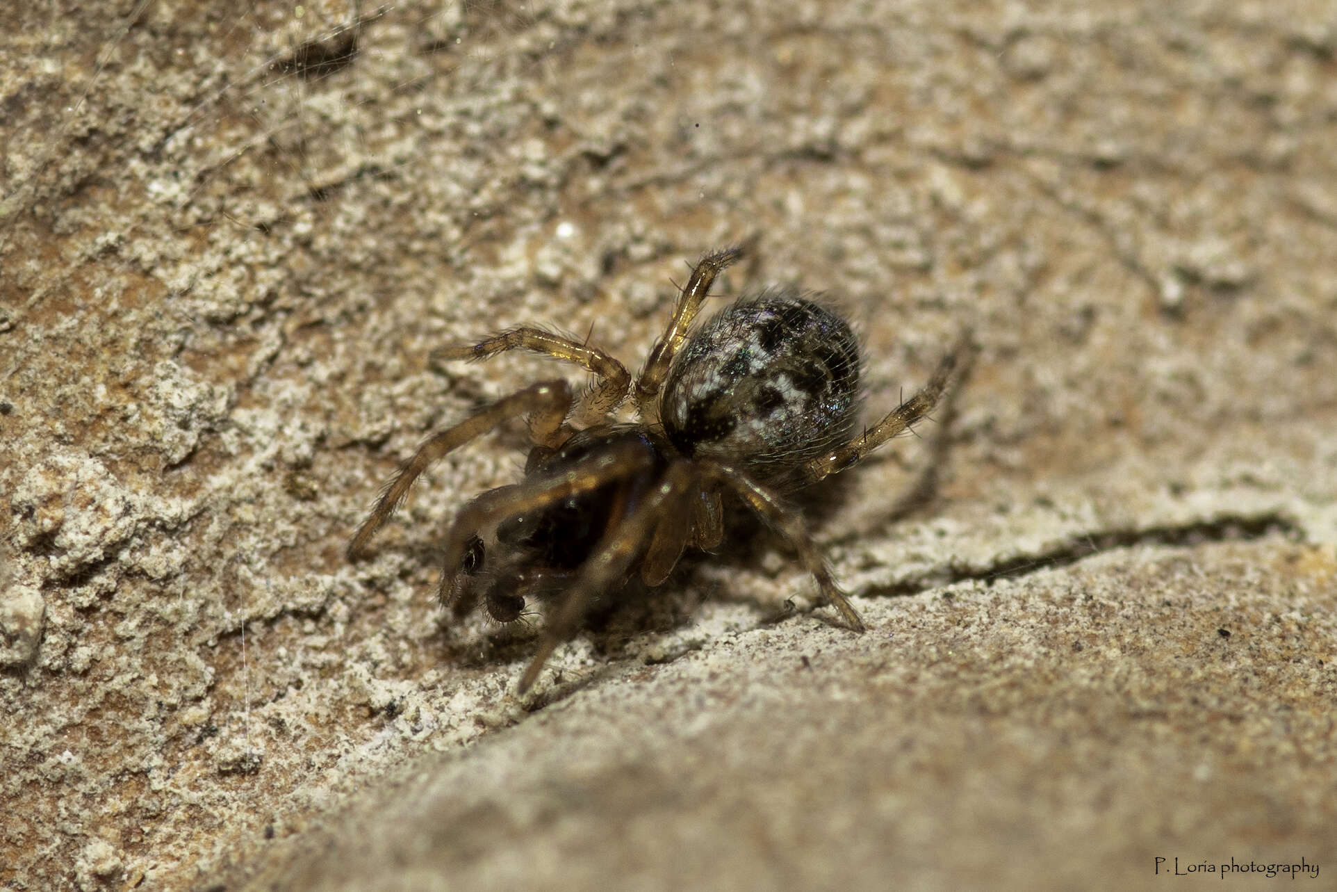 Image of Lathys humilis (Blackwall 1855)