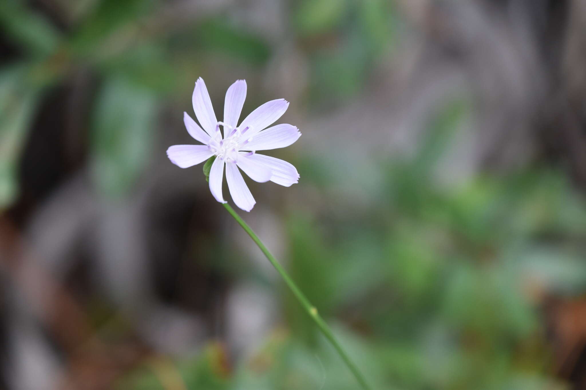 Image of rose rush