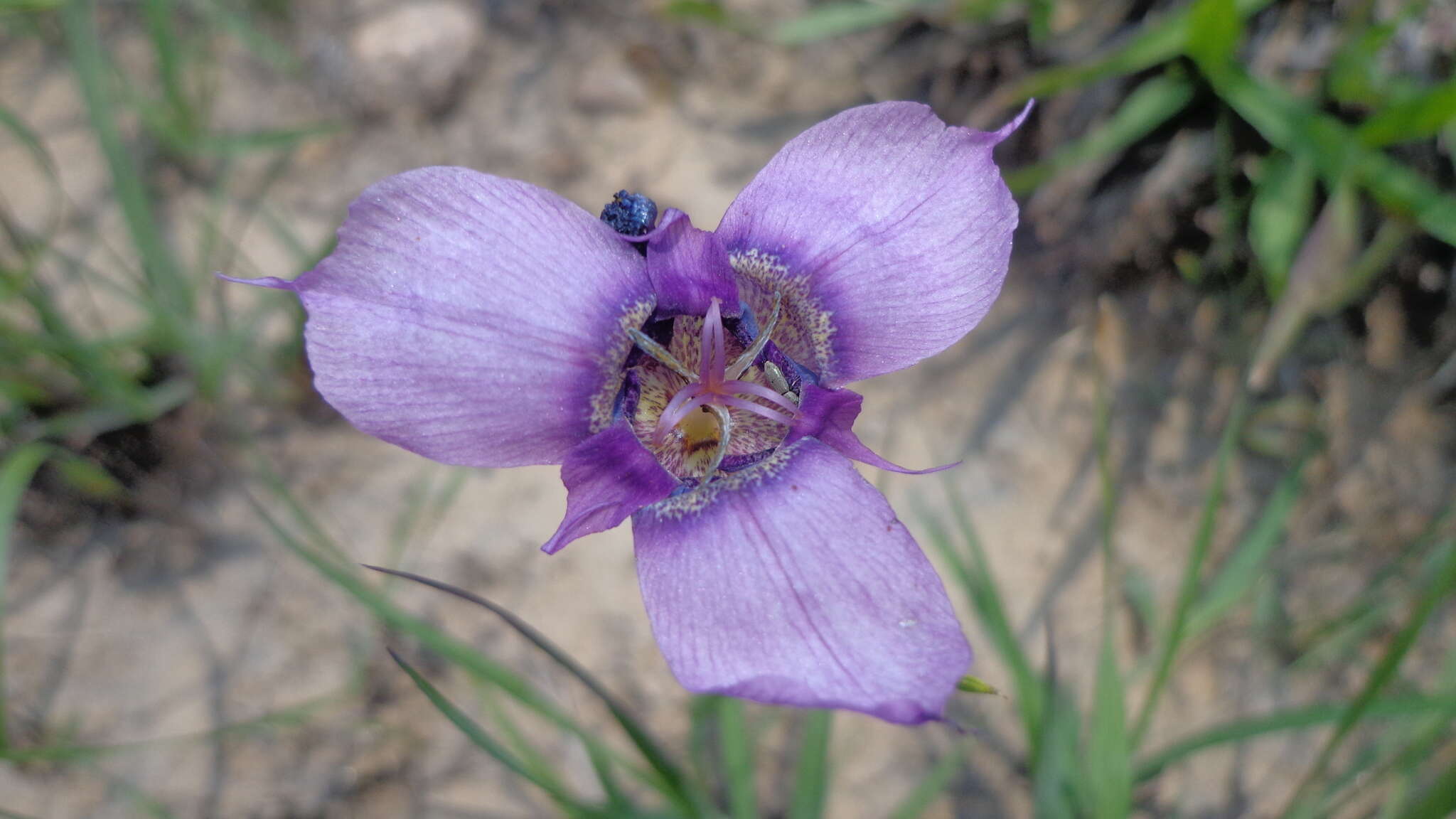 Image of Tigridia augusta Drapiez