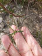 Image of Heath Mirbelia