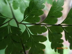 Image of Polystichopsis lurida (Jenm. ex Underw. & Maxon) Morton