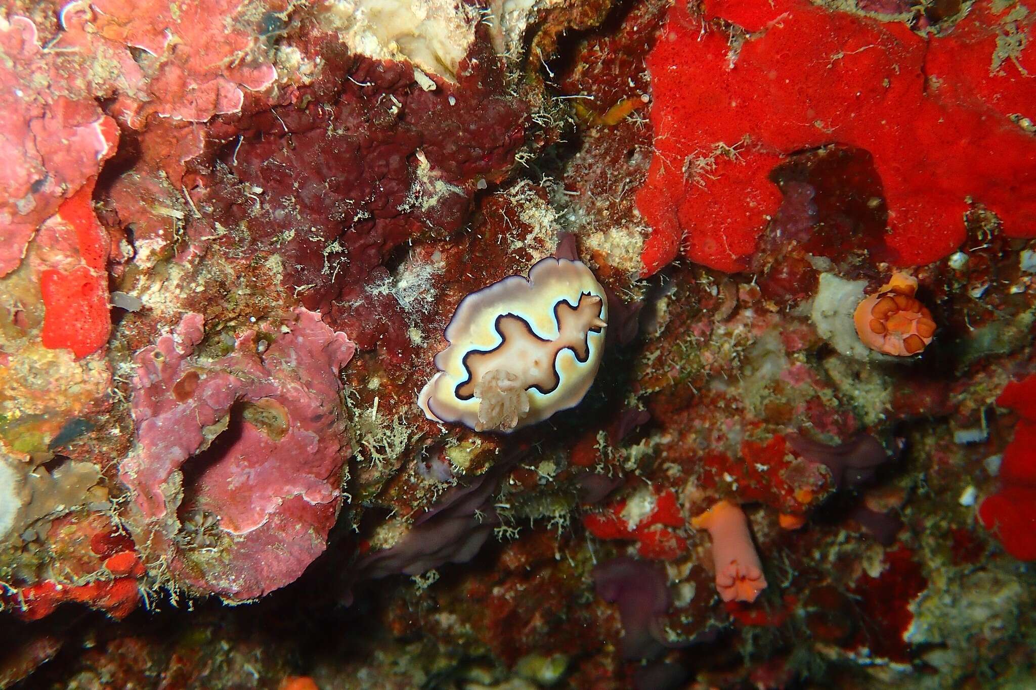 Image of Pastel skirt lifter slug