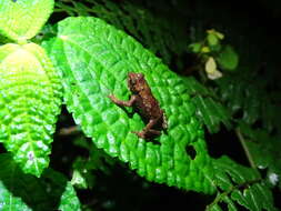 Image of Guacamayo Plump Toad