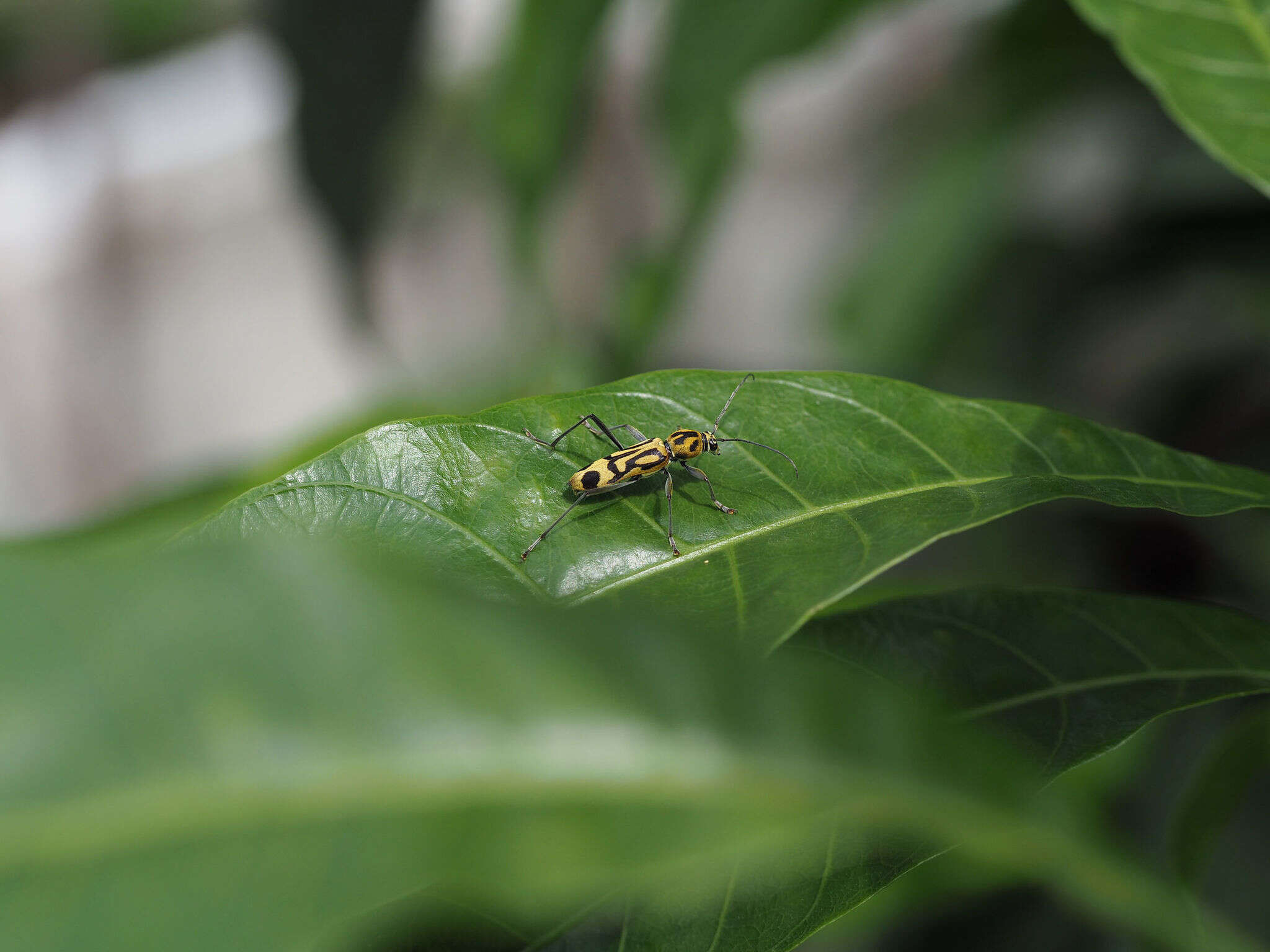 Image of Bamboo longhorn beetle