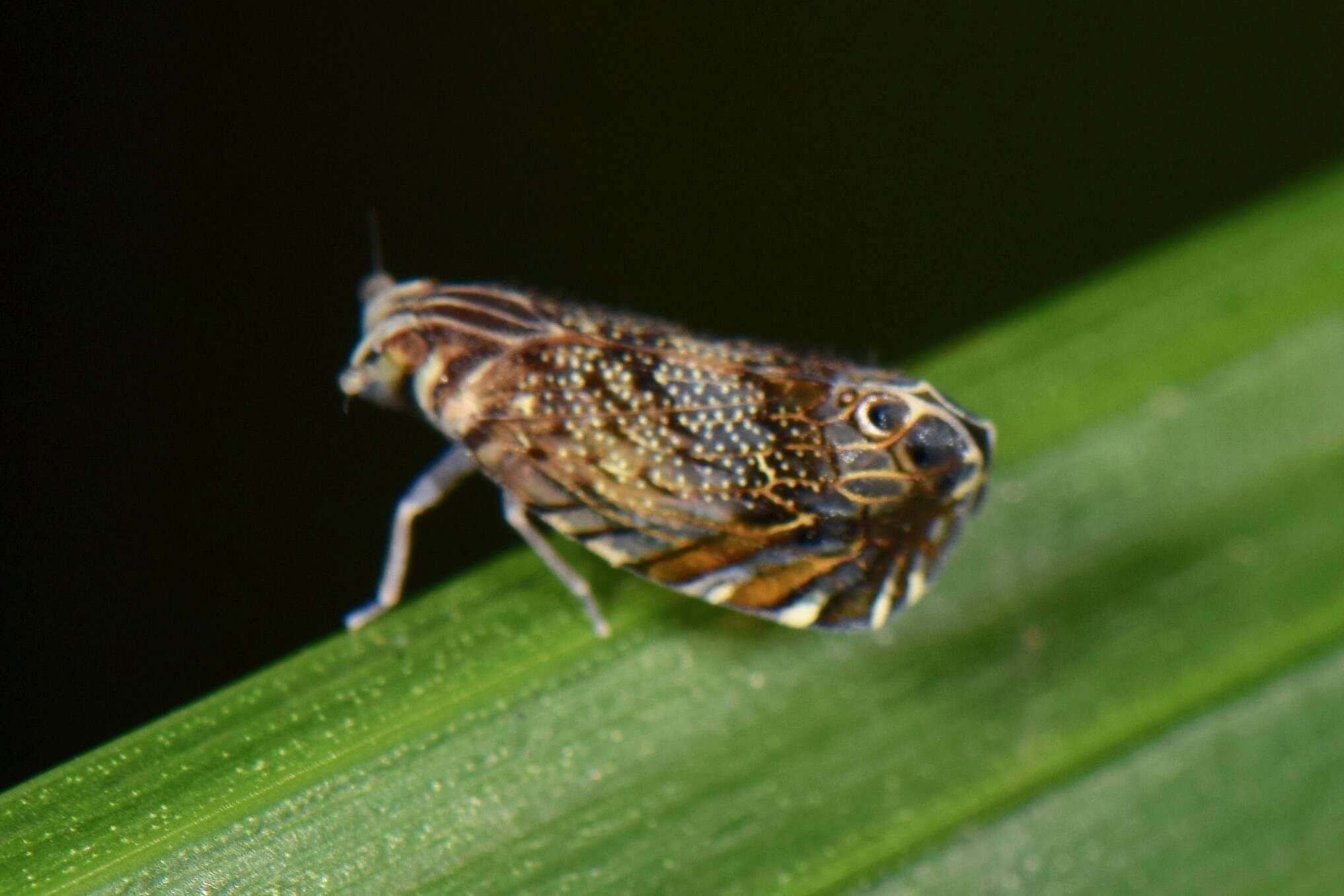 Image of Cubana variegata (Fowler 1904)