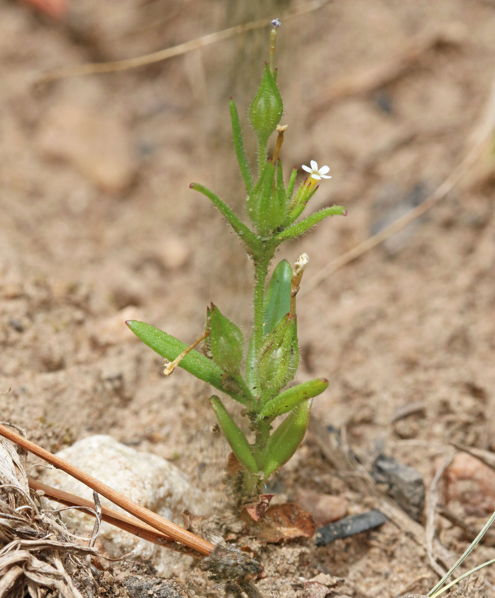 Image of slender phlox